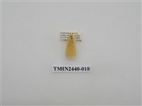 藏品(巨橙苔蛾)的圖片